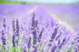 Leia mais sobre o artigo Cultivo de Lavanda: Dicas para Garantir Floradas Saudáveis