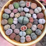 Planta-pedra: A Suculenta que Engana Predadores