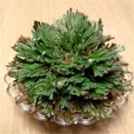 Planta das Ressurreições: A Magia e o Poder desta Relíquia da Natureza