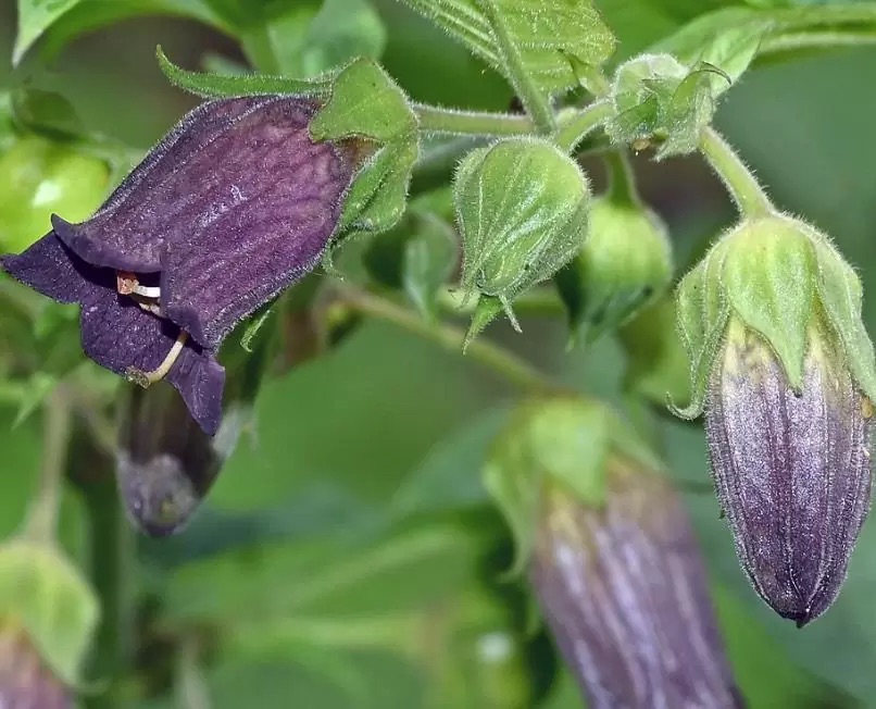 Leia mais sobre o artigo Atropa Belladonna: A Beleza Perigosa da Natureza