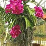 O Fascínio da Orquídea Vanda: Beleza e Cuidados