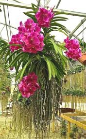 Leia mais sobre o artigo O Fascínio da Orquídea Vanda: Beleza e Cuidados