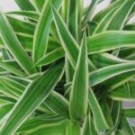 Descubra a Planta-Aranha: A Solução Natural para Purificar o Ar